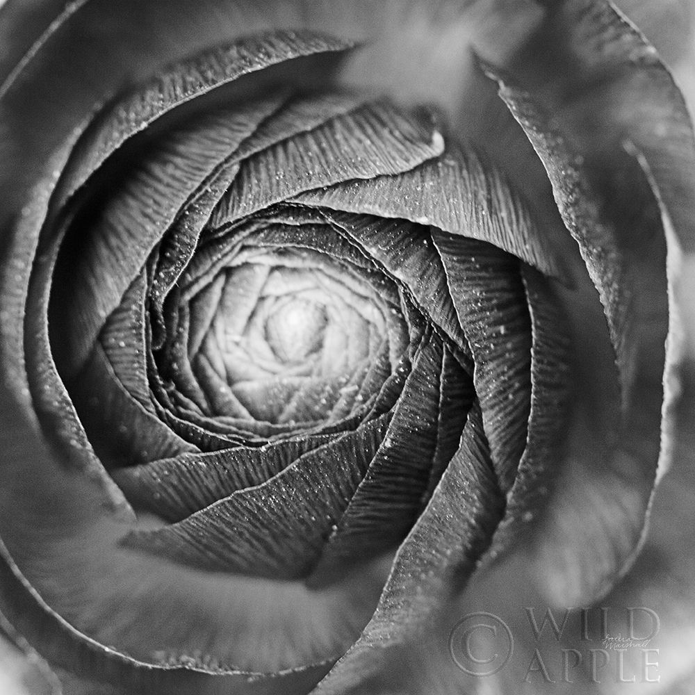 Wall art: Ranunculus Abstract I BW, by Marshall, Laura