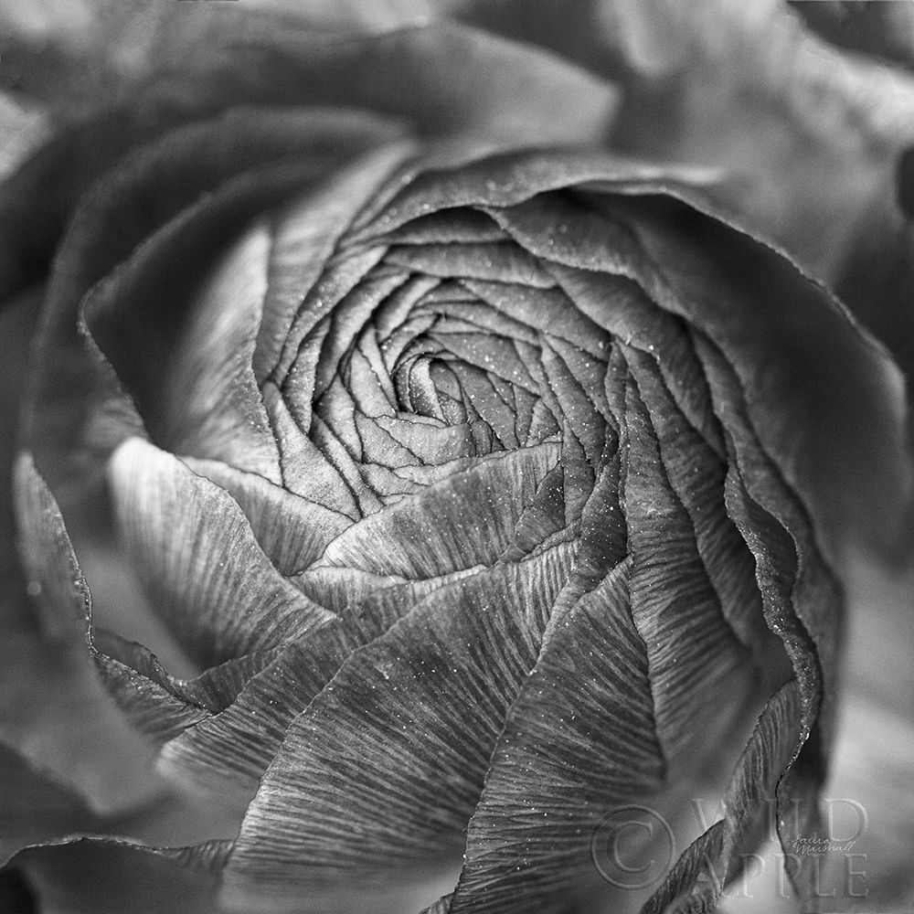 Wall Art Painting id:246458, Name: Ranunculus Abstract II BW, Artist: Marshall, Laura