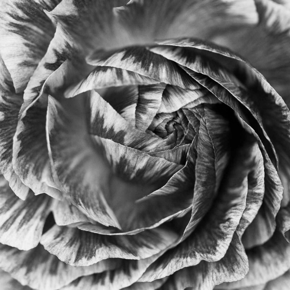Wall Art Painting id:176026, Name: Ranunculus Abstract IV BW, Artist: Marshall, Laura