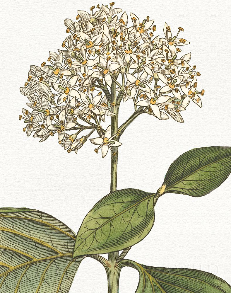 Wall Art Painting id:193001, Name: Botanique Bleu IV on White no Words, Artist: Wild Apple Portfolio