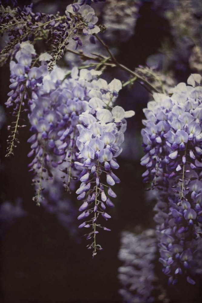 Art Print: Wisteria Cascade I