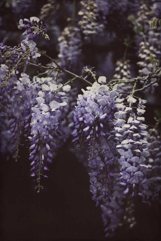 Art Print: Wisteria Cascade II