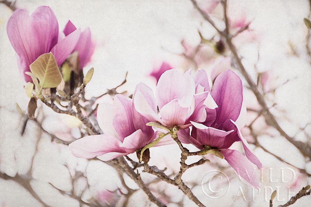Art Print: Spring is In the Air III