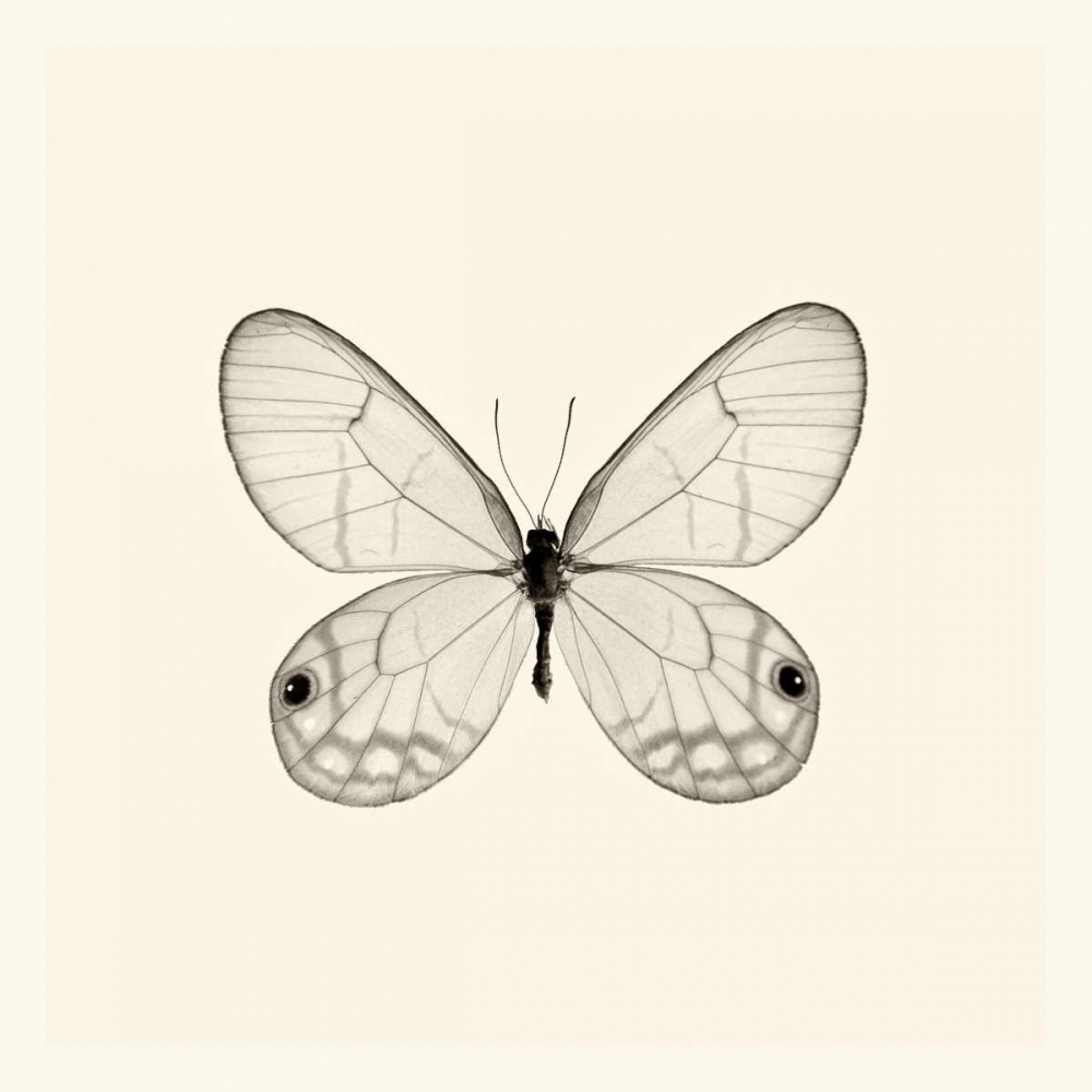 Wall Art Painting id:121735, Name: Butterfly I BW Crop, Artist: Van Swearingen, Debra