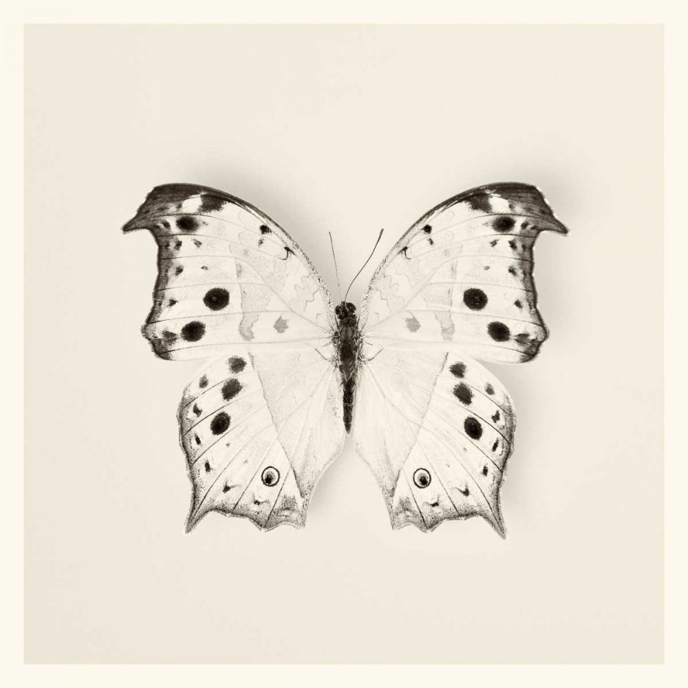 Wall Art Painting id:121737, Name: Butterfly IV BW Crop, Artist: Van Swearingen, Debra
