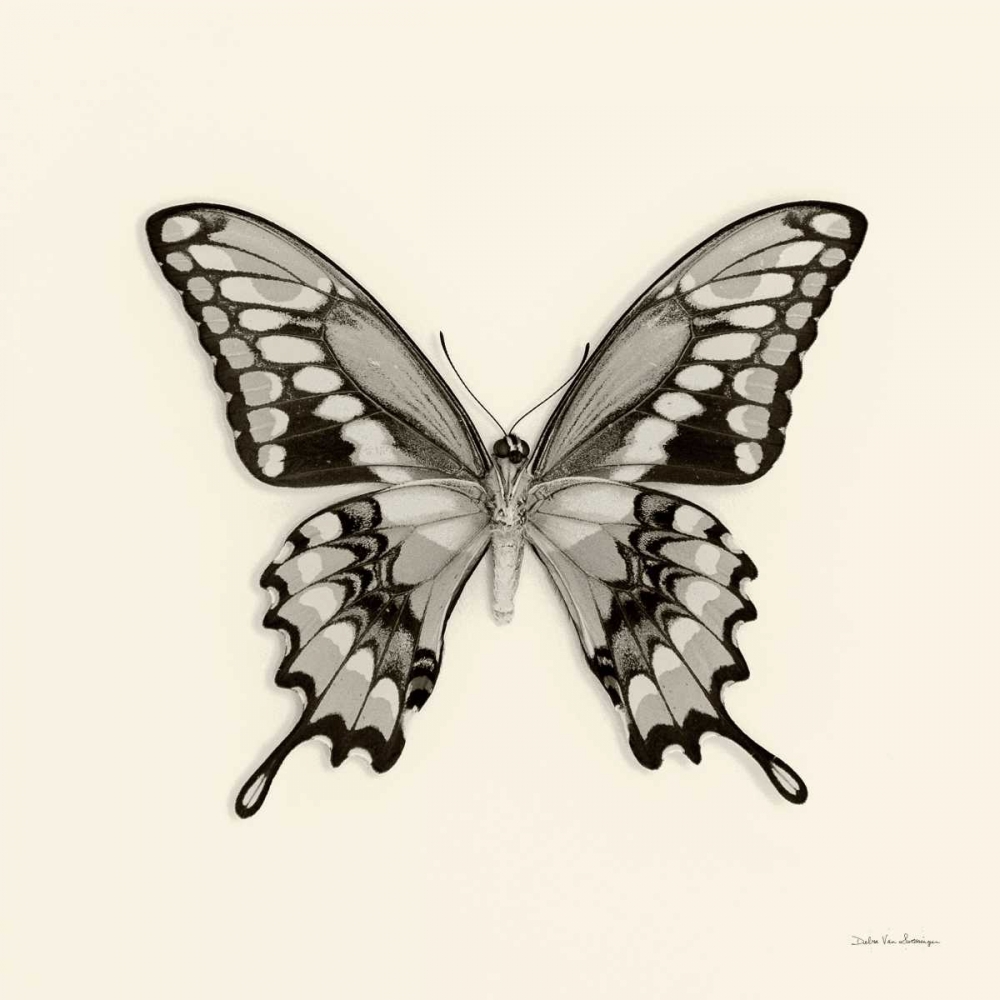 Art Print: Butterfly VI BW Crop