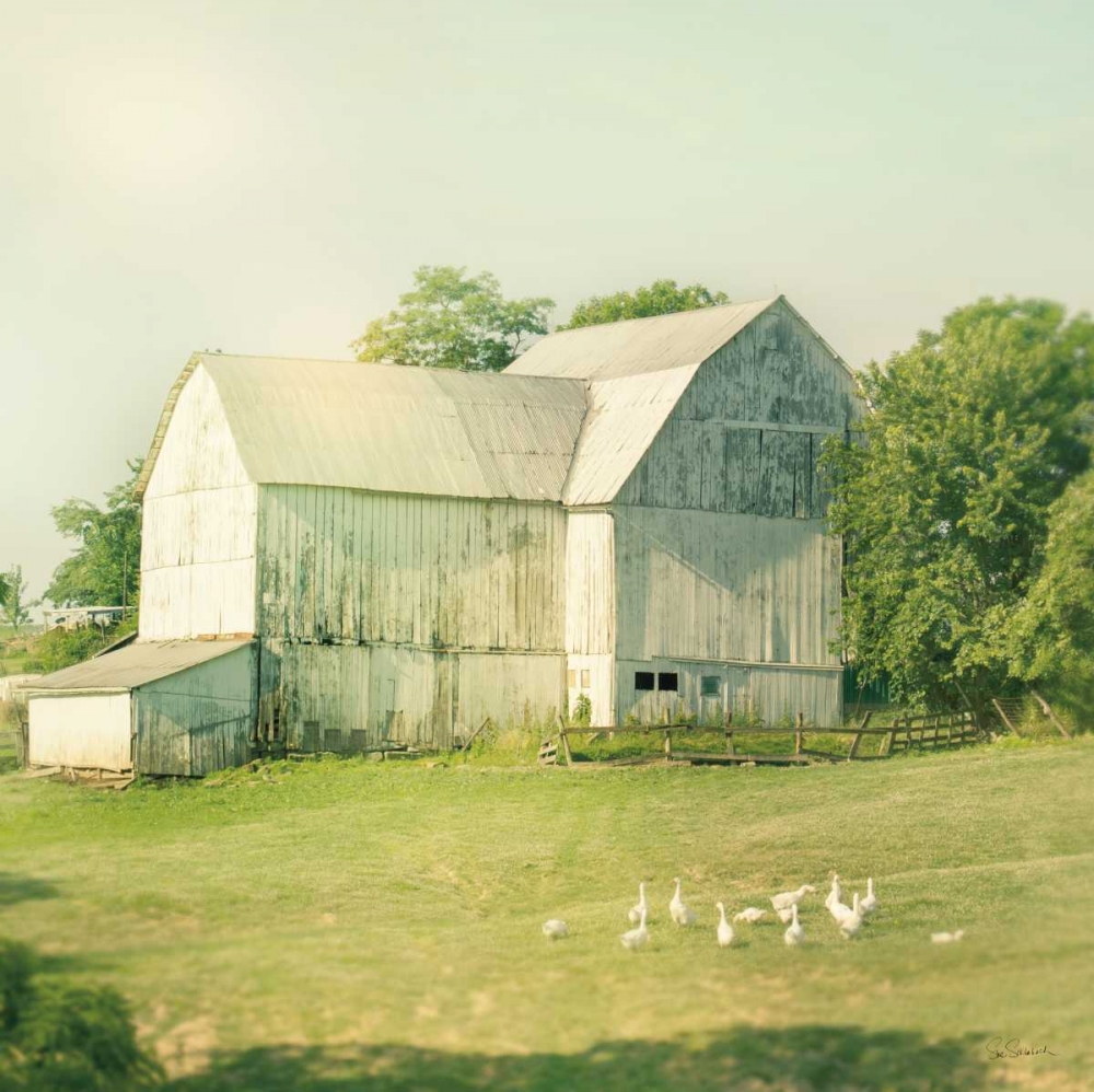 Wall Art Painting id:129449, Name: Farm Morning III Square, Artist: Schlabach, Sue