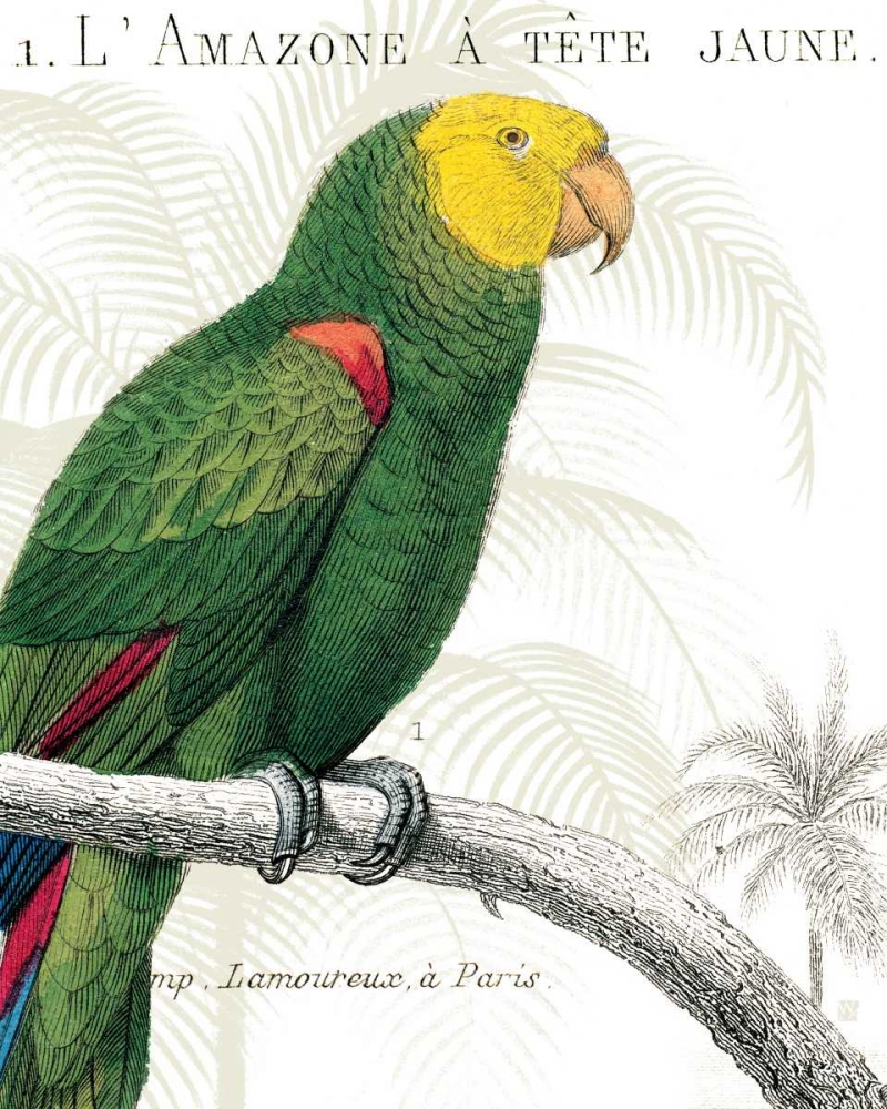 Wall Art Painting id:18523, Name: Parrot Botanique I, Artist: Wild Apple Portfolio