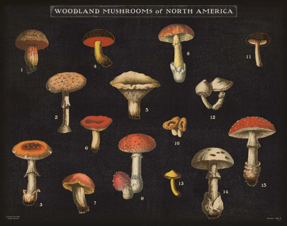 Art Print: Mushroom Chart I