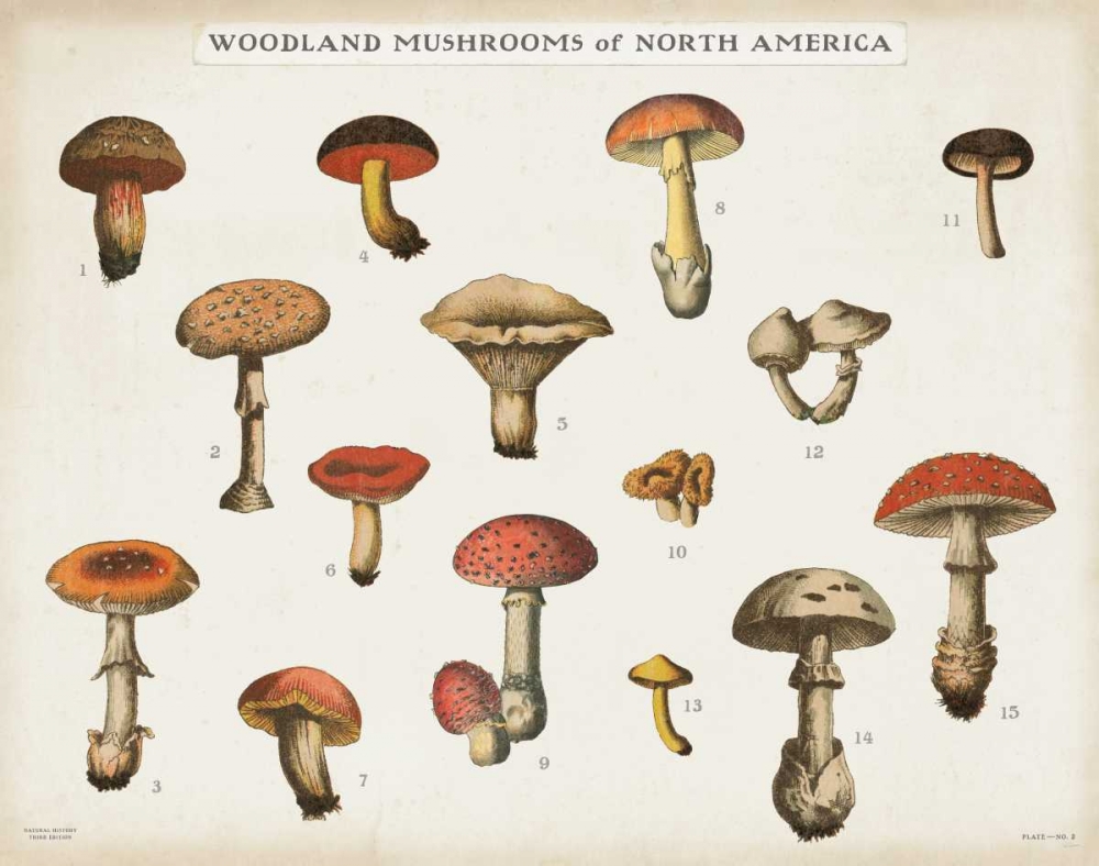 Art Print: Mushroom Chart I light
