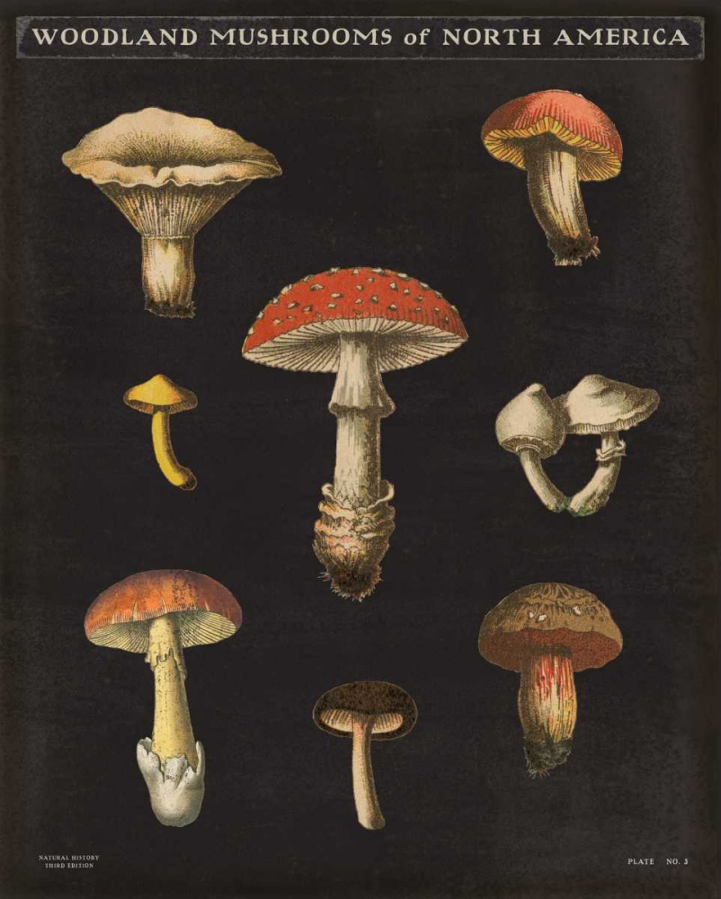 Art Print: Mushroom Chart II