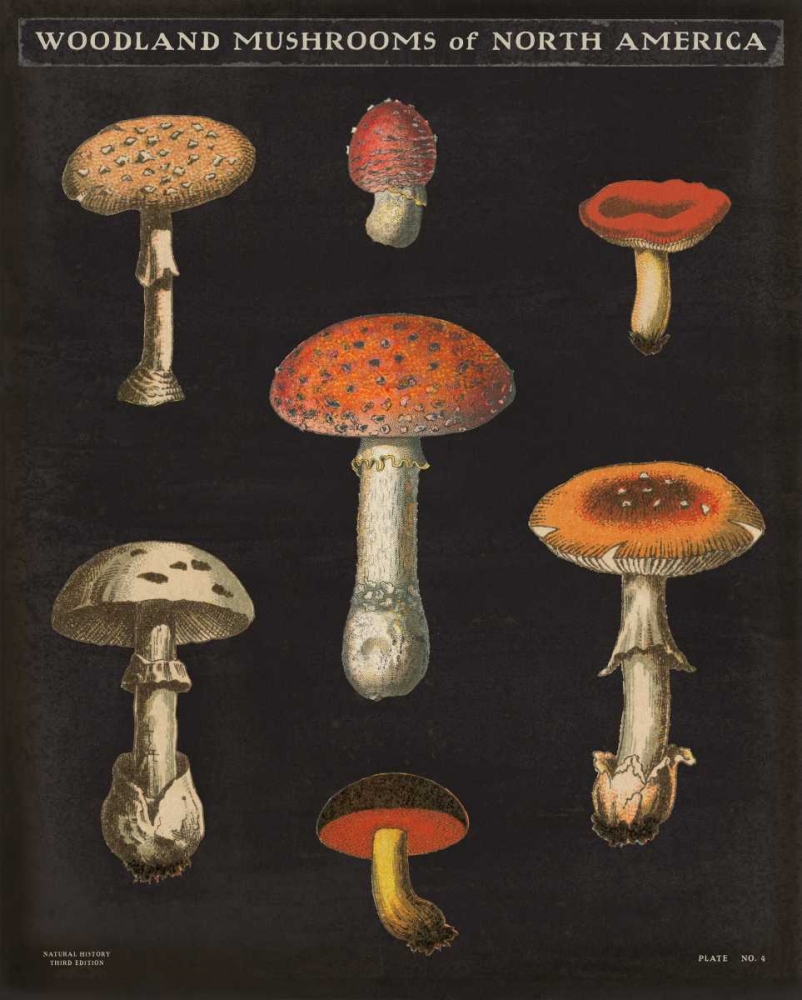 Wall Art Painting id:149181, Name: Mushroom Chart III, Artist: Wild Apple Portfolio