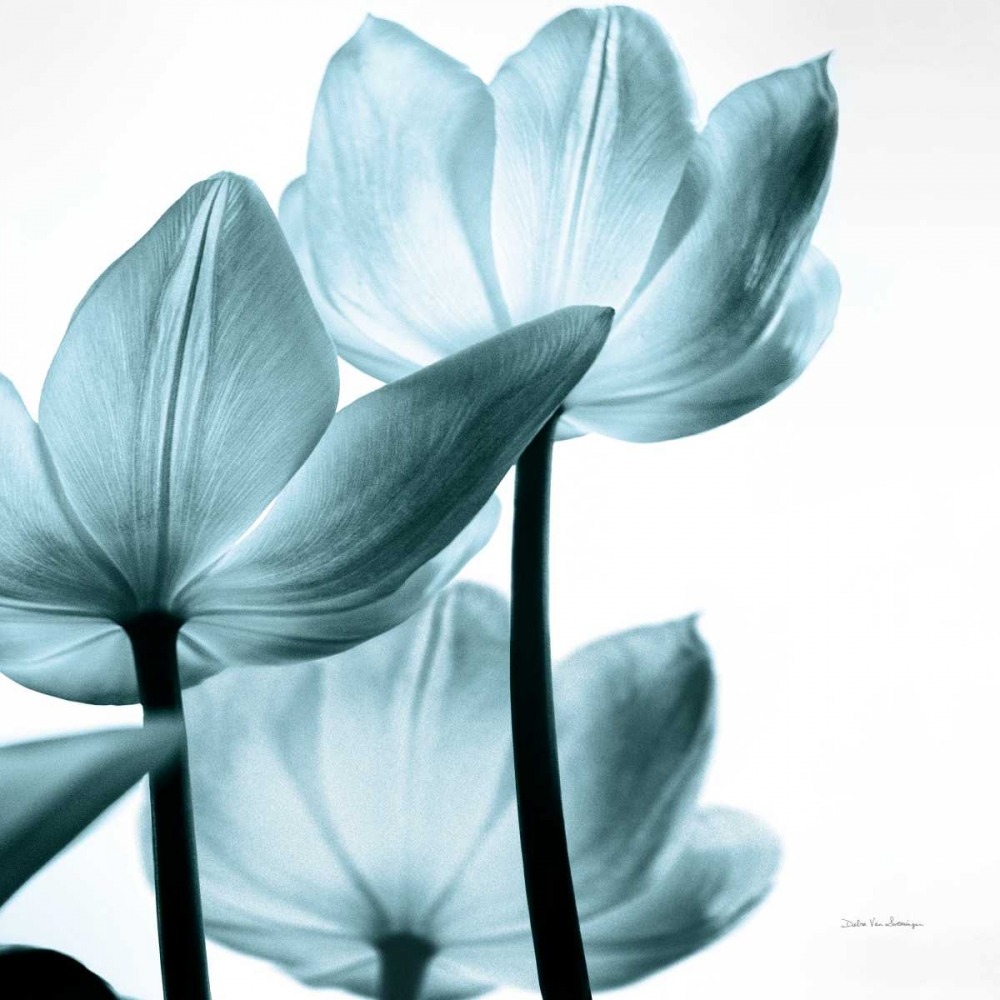 Wall art: Translucent Tulips III Sq Aqua Crop, by Van Swearingen, Debra