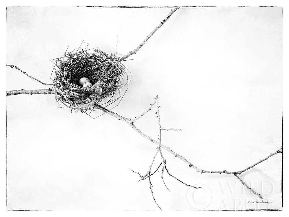 Wall Art Painting id:246462, Name: Nest and Branch I v2, Artist: Van Swearingen, Debra