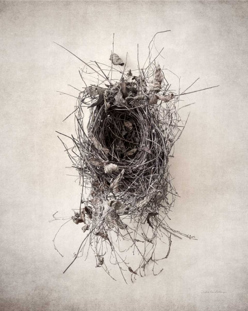 Wall Art Painting id:163646, Name: Nest II, Artist: Van Swearingen, Debra