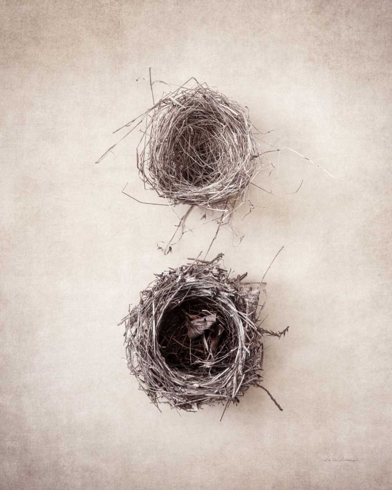 Wall Art Painting id:163648, Name: Nest IV, Artist: Van Swearingen, Debra