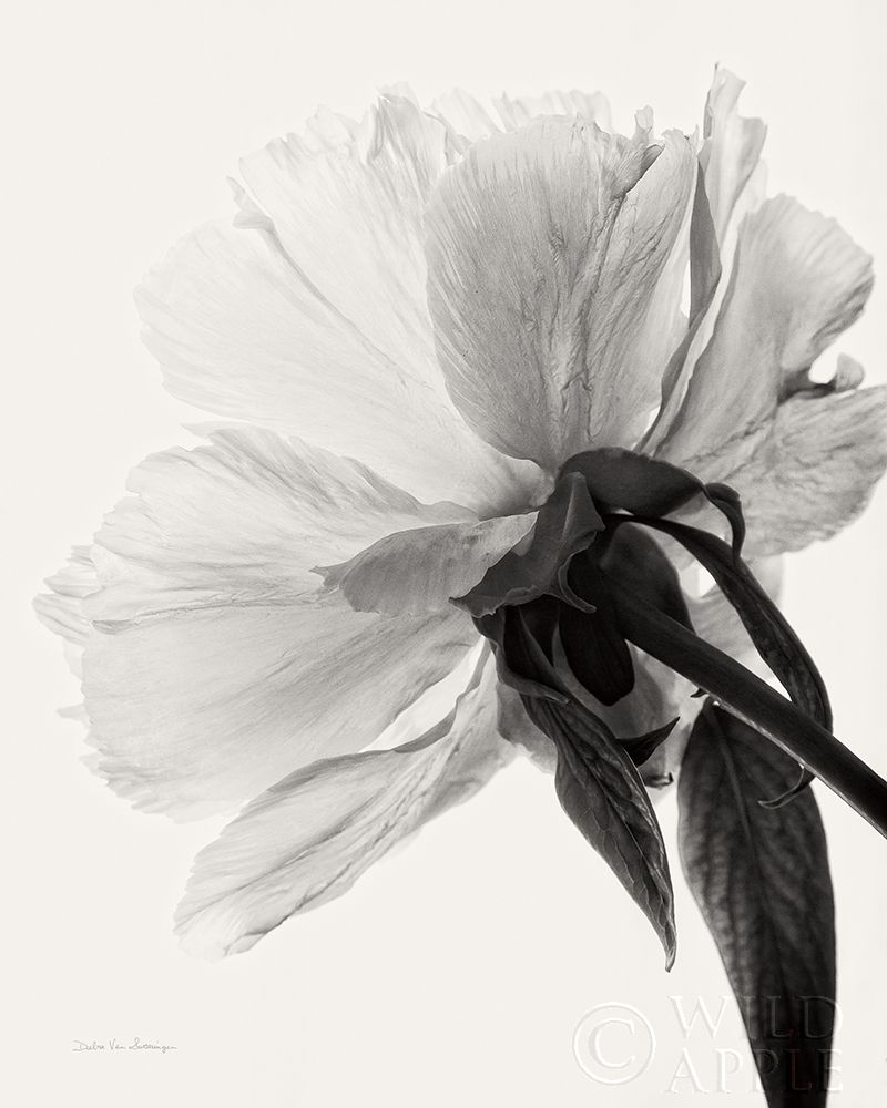 Wall Art Painting id:246457, Name: Translucent Peony IIIBW, Artist: Van Swearingen, Debra