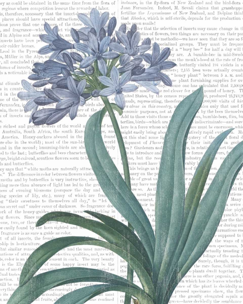 Art Print: Summer Botanicals I