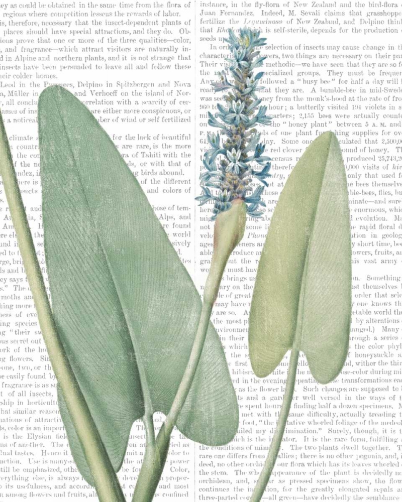 Art Print: Summer Botanicals IV