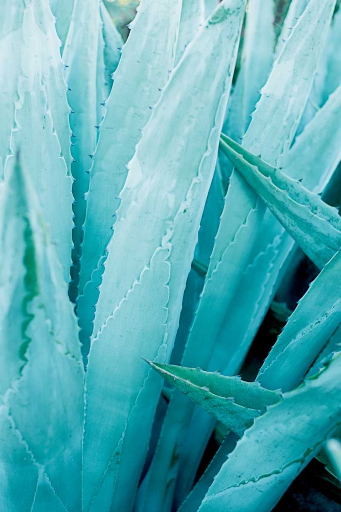 Art Print: Abstract Agava I Color