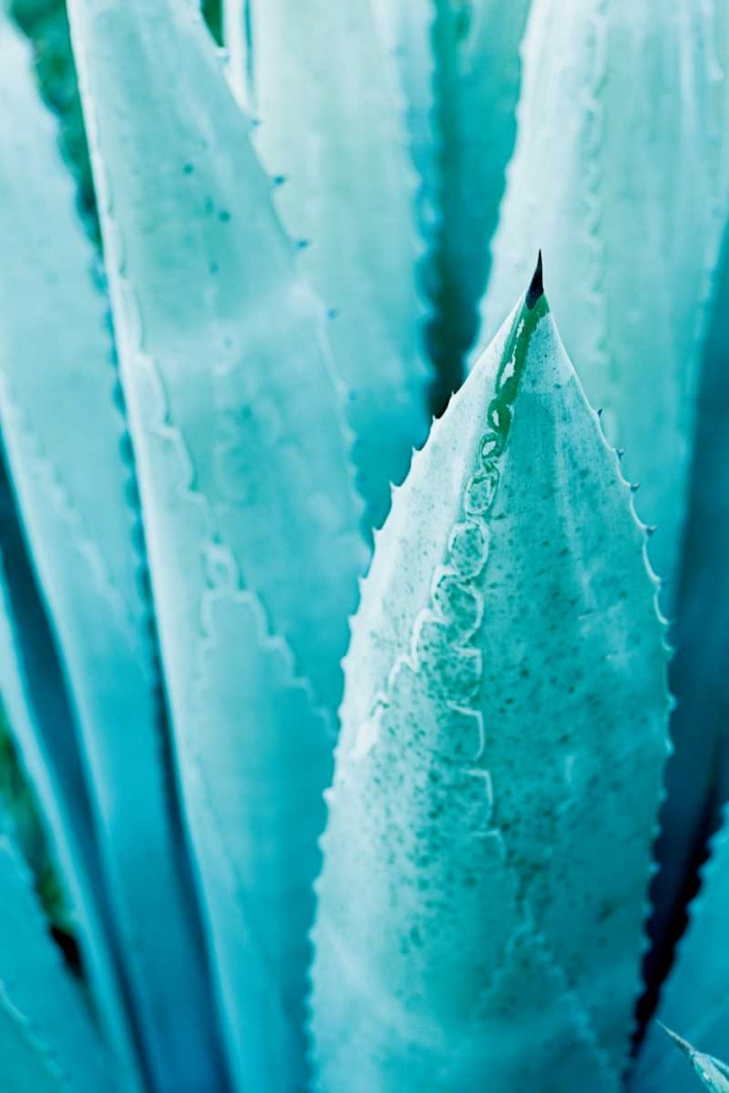 Art Print: Abstract Agava II Color