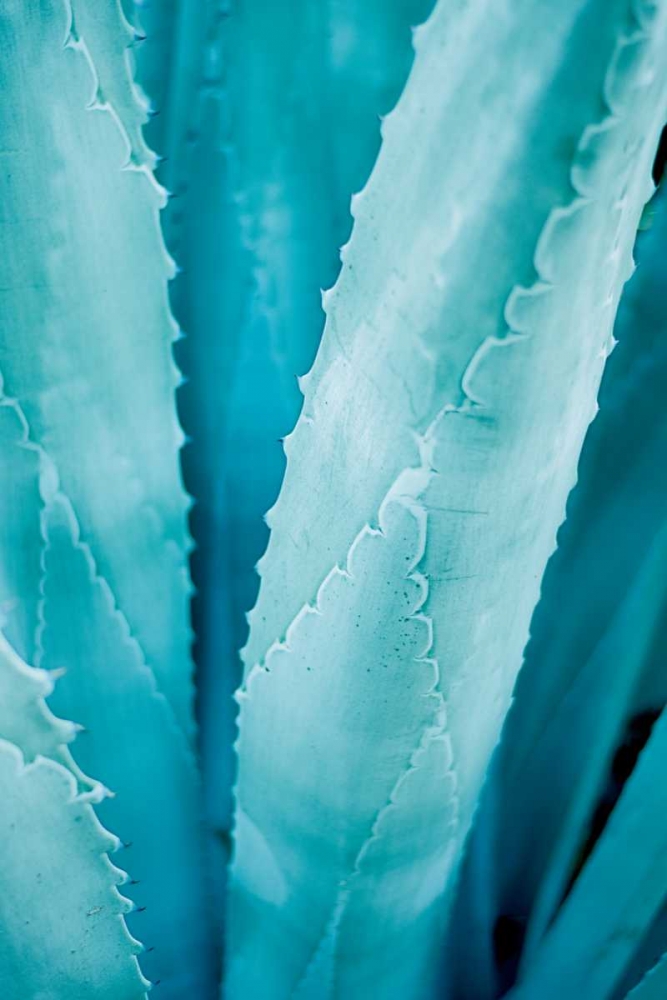 Art Print: Abstract Agava III Color