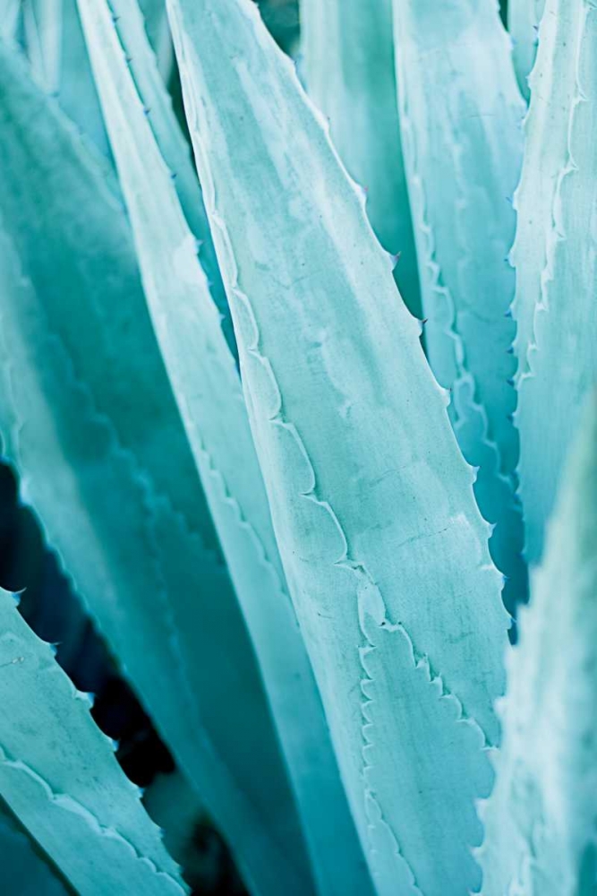 Art Print: Abstract Agava IV Color