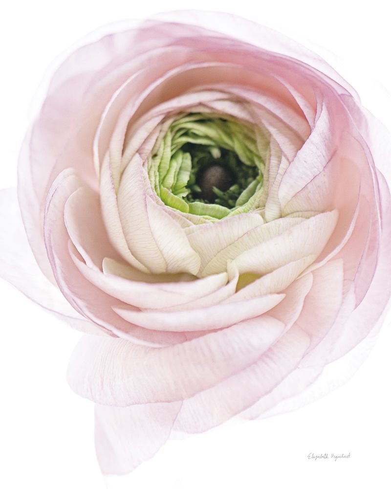 Art Print: Pink Lady II