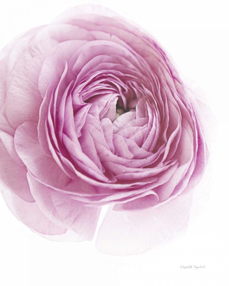 Art Print: Pink Lady III