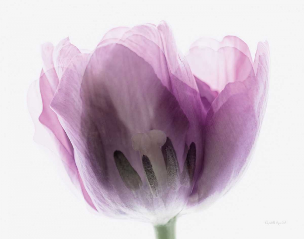 Art Print: Inside Out I