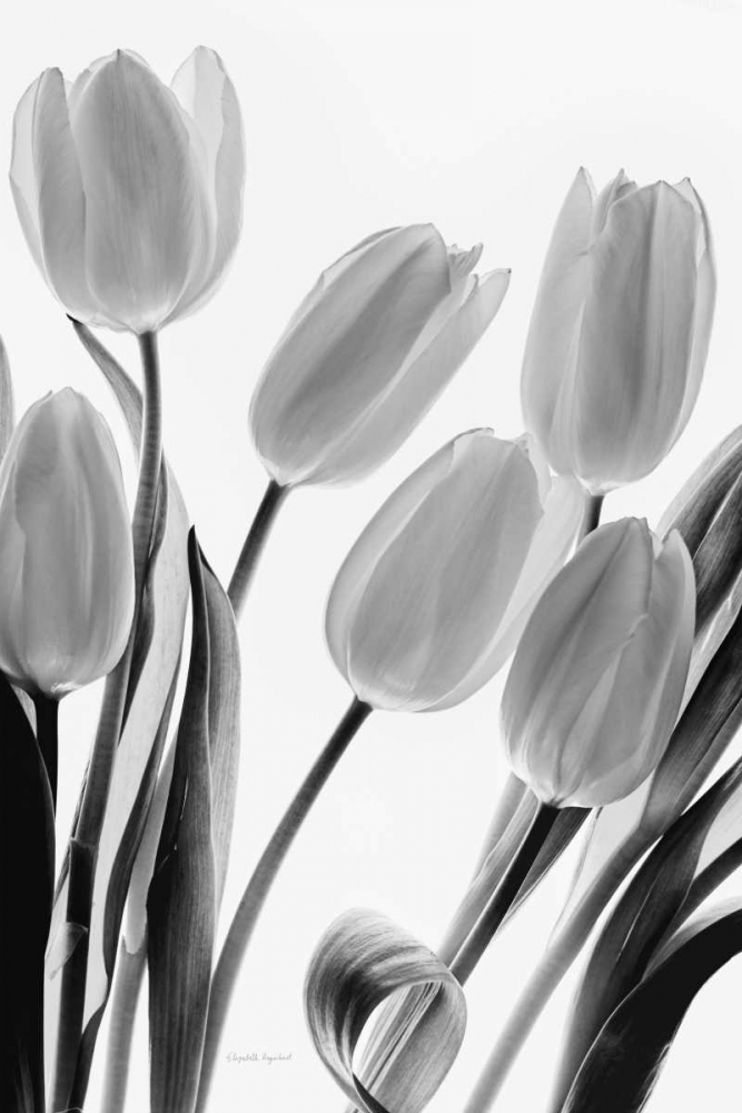 Art Print: Shadows and Light I