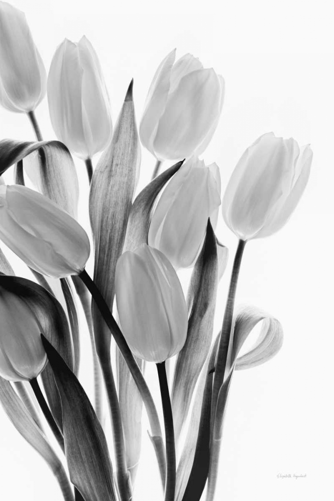 Art Print: Shadows and Light II