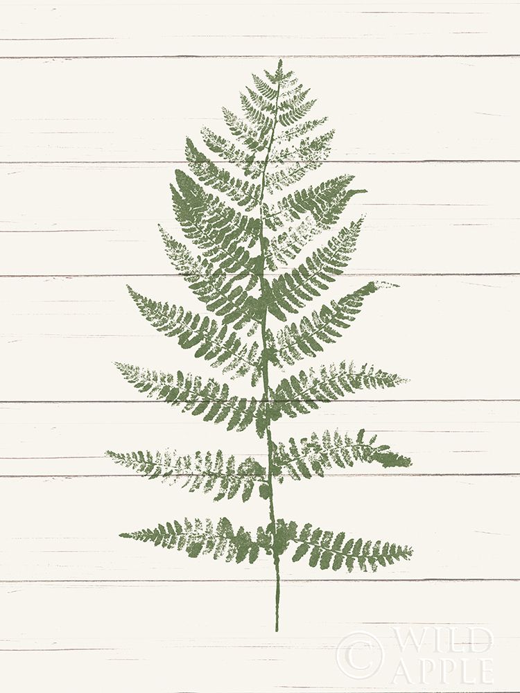 Art Print: Fern Print II