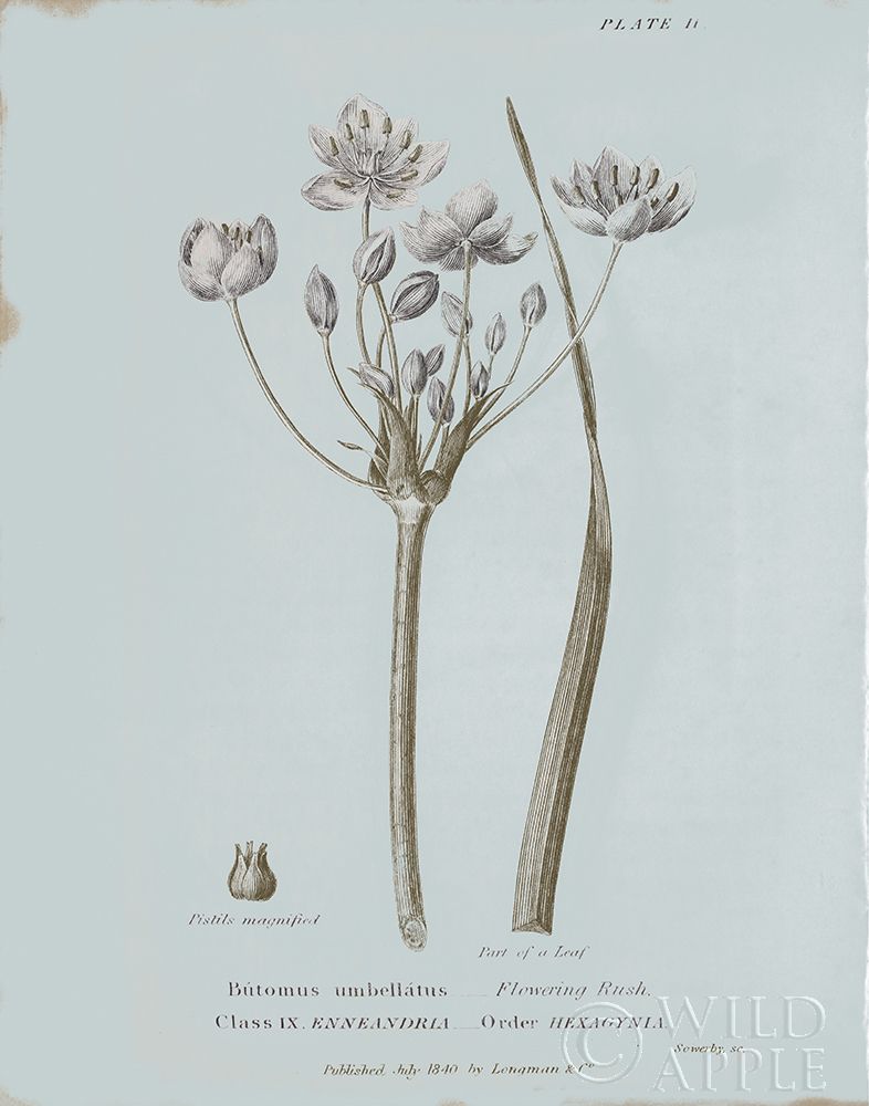 Art Print: Conversations on Botany II Blue