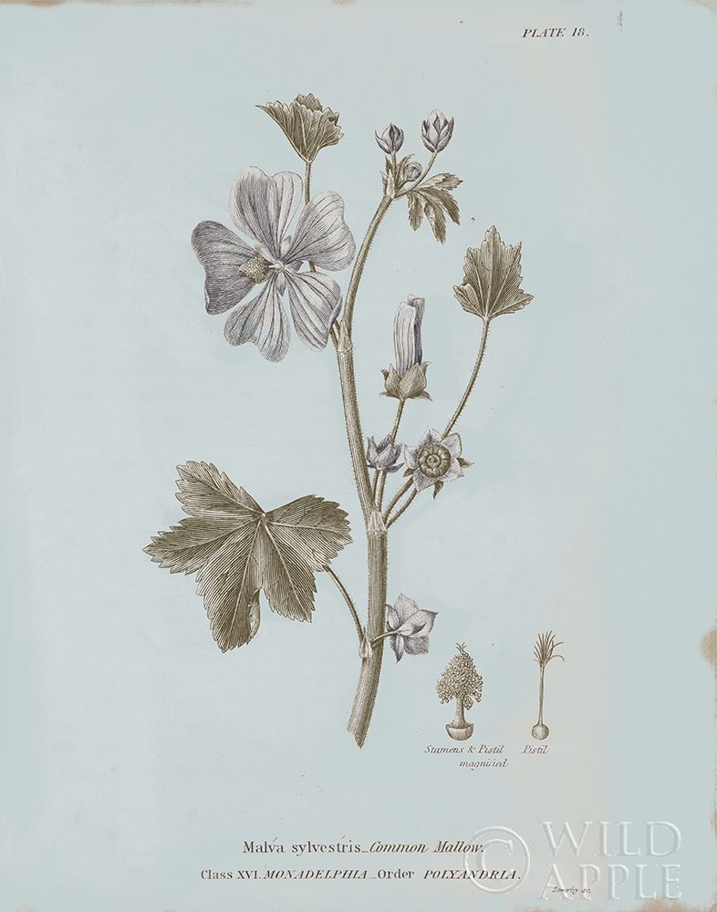 Art Print: Conversations on Botany VII Blue