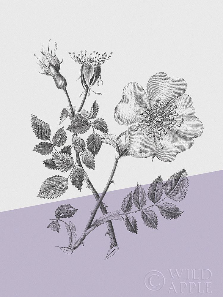 Art Print: Conversations on Botany IV Color Block