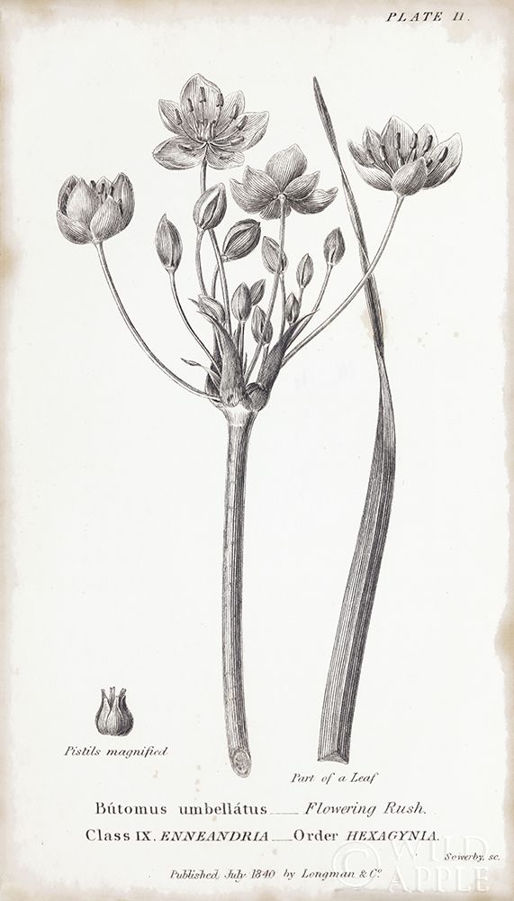 Art Print: Conversations on Botany II