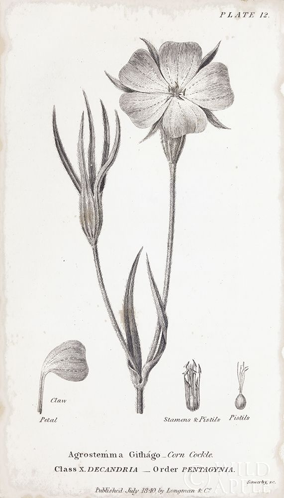 Art Print: Conversations on Botany III