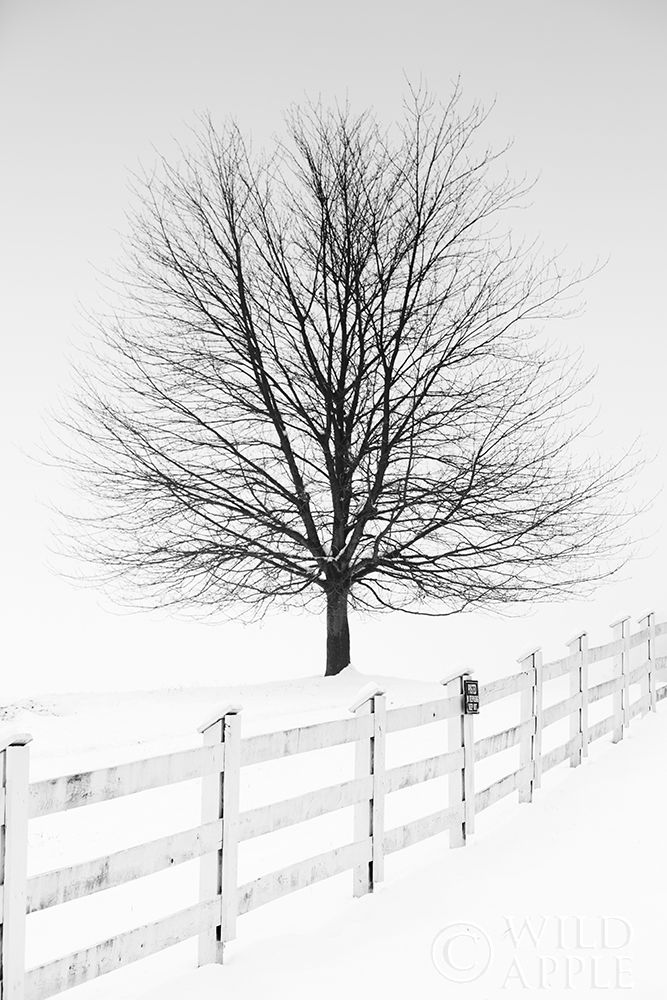 Art Print: Along the Lane III