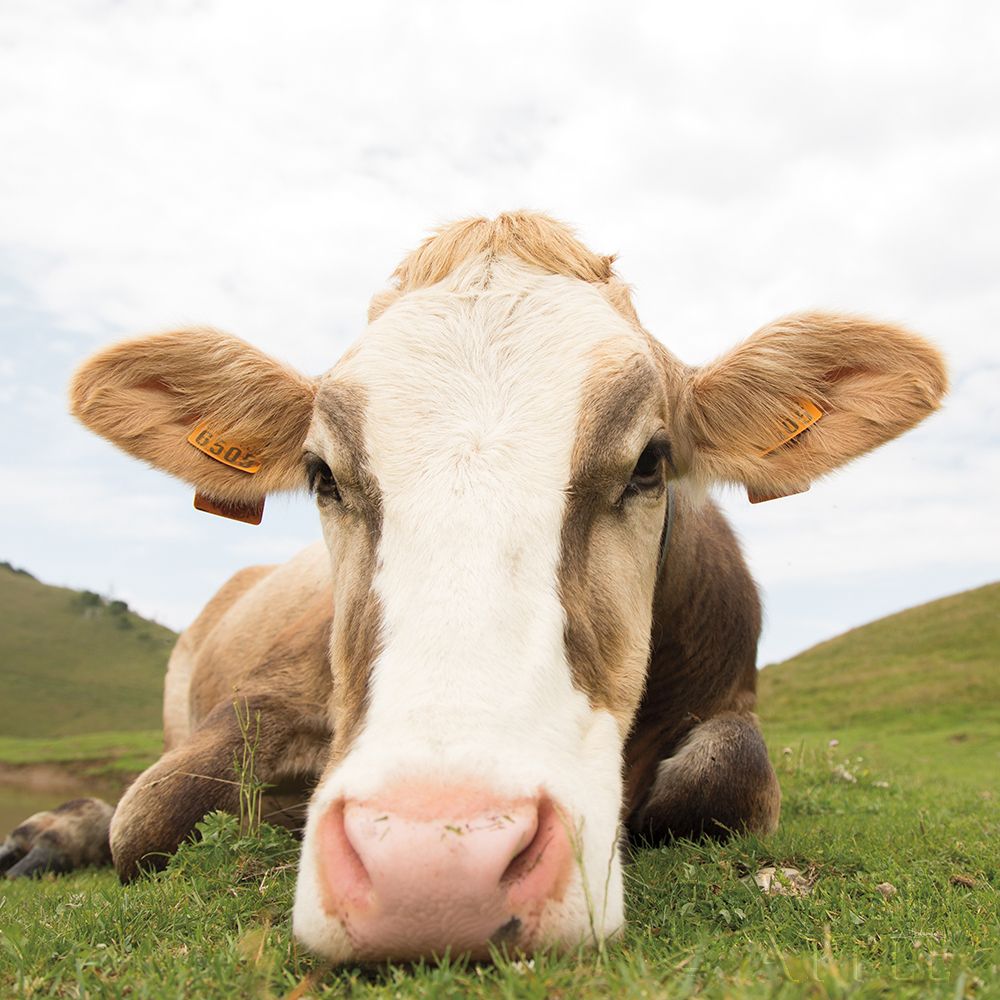 Art Print: Close Up I Crop