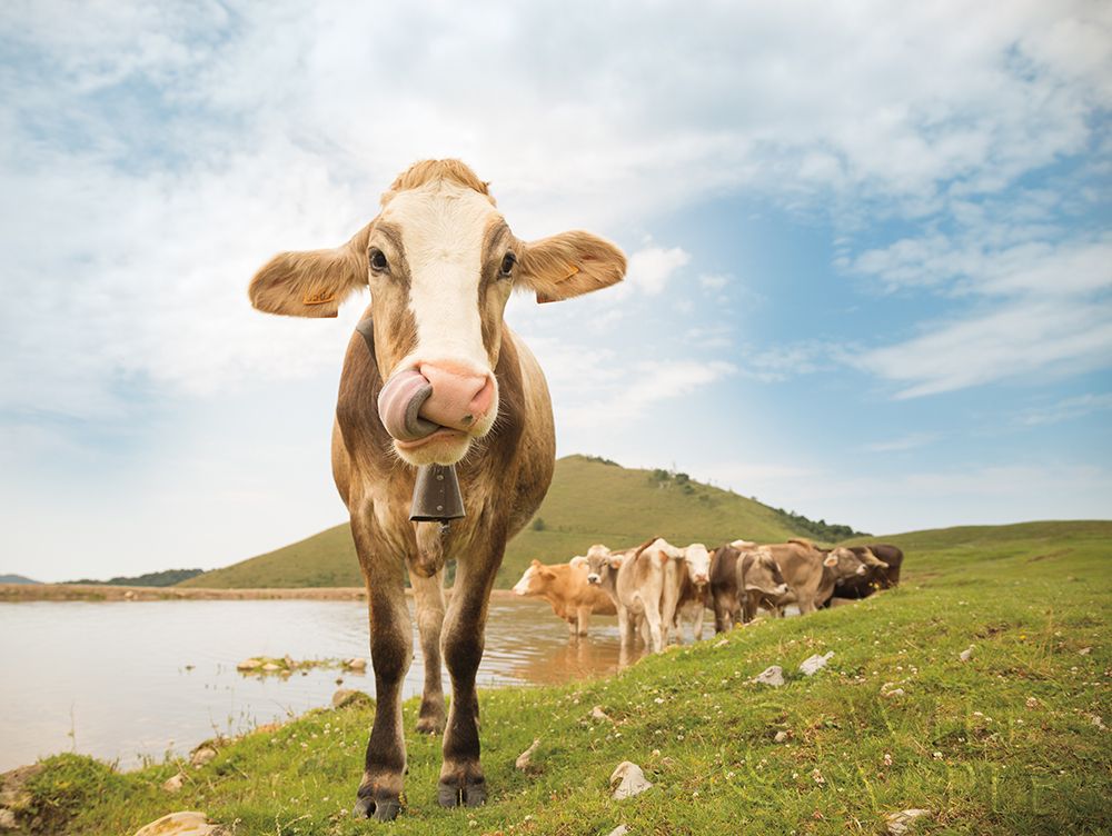 Art Print: Close Up II