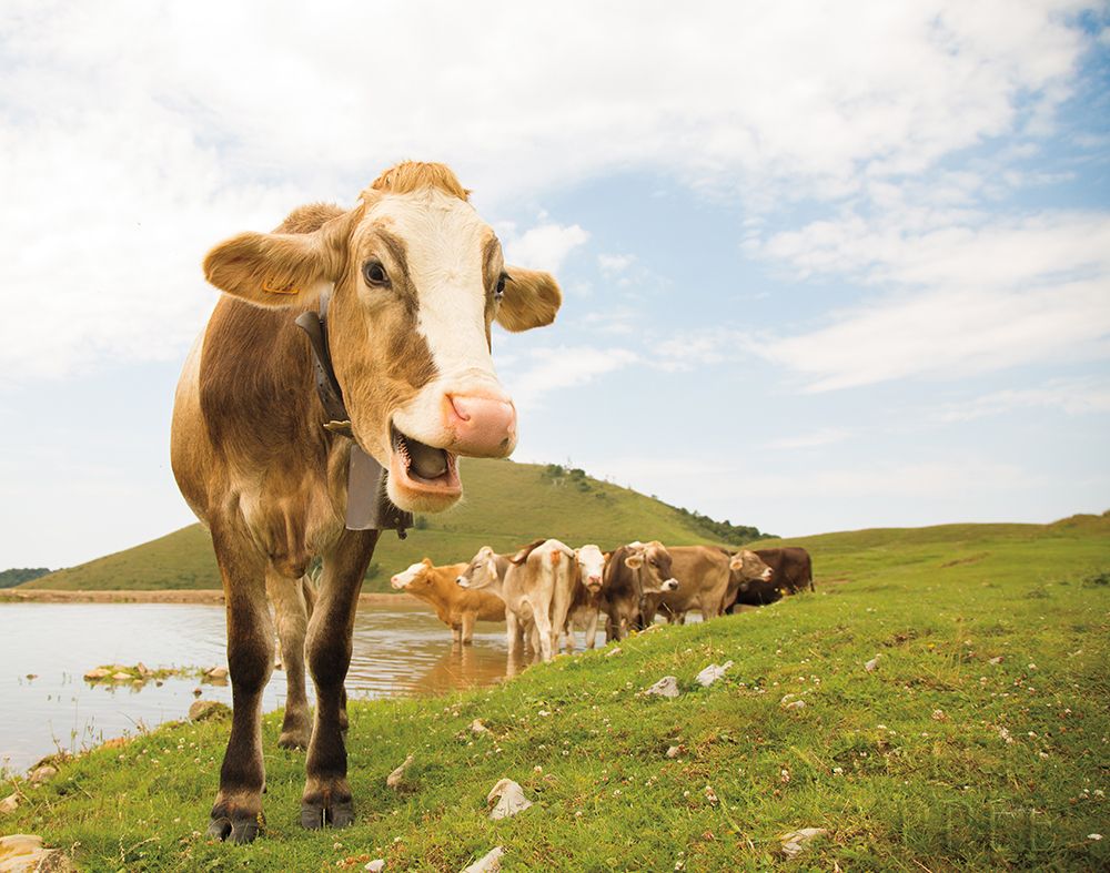 Art Print: Close Up III