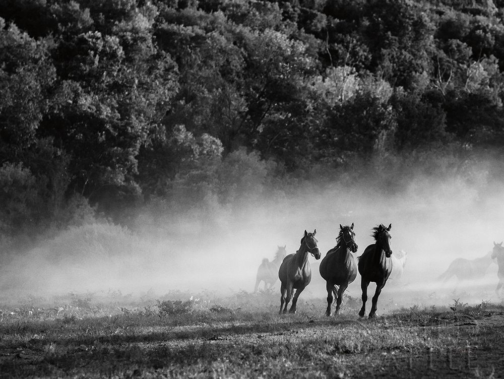 Wall art: Horse country, by Aledanda