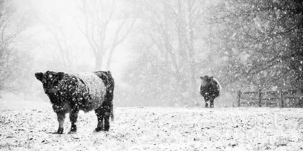 Art Print: Oreos and Milk III