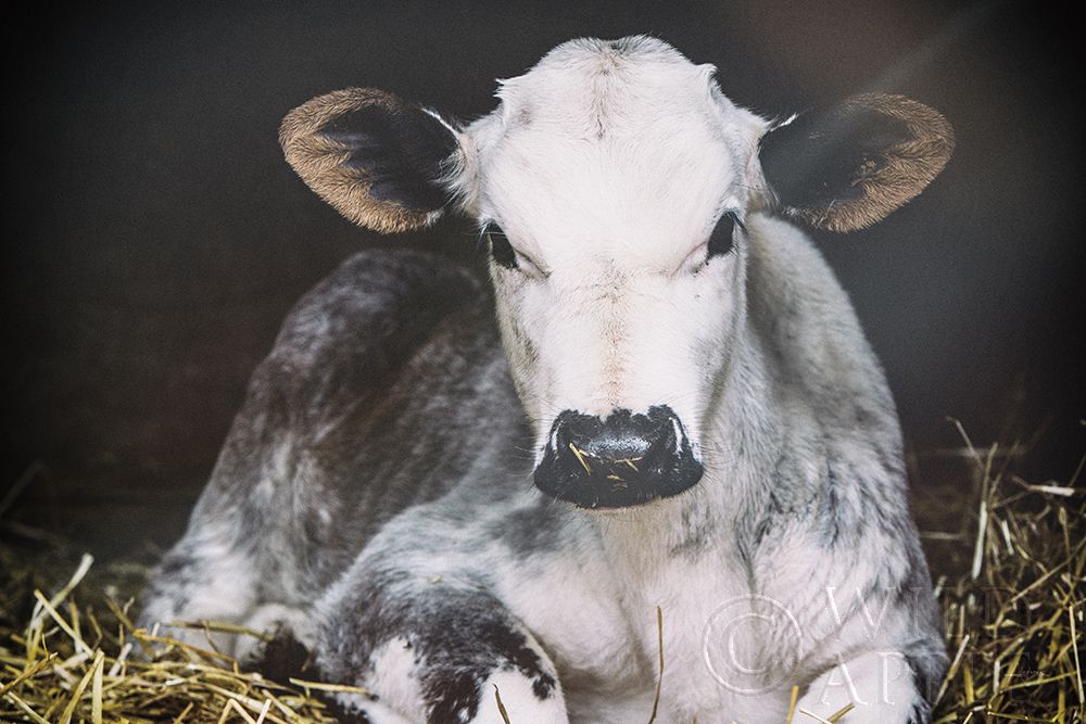 Art Print: Busy Day Crop