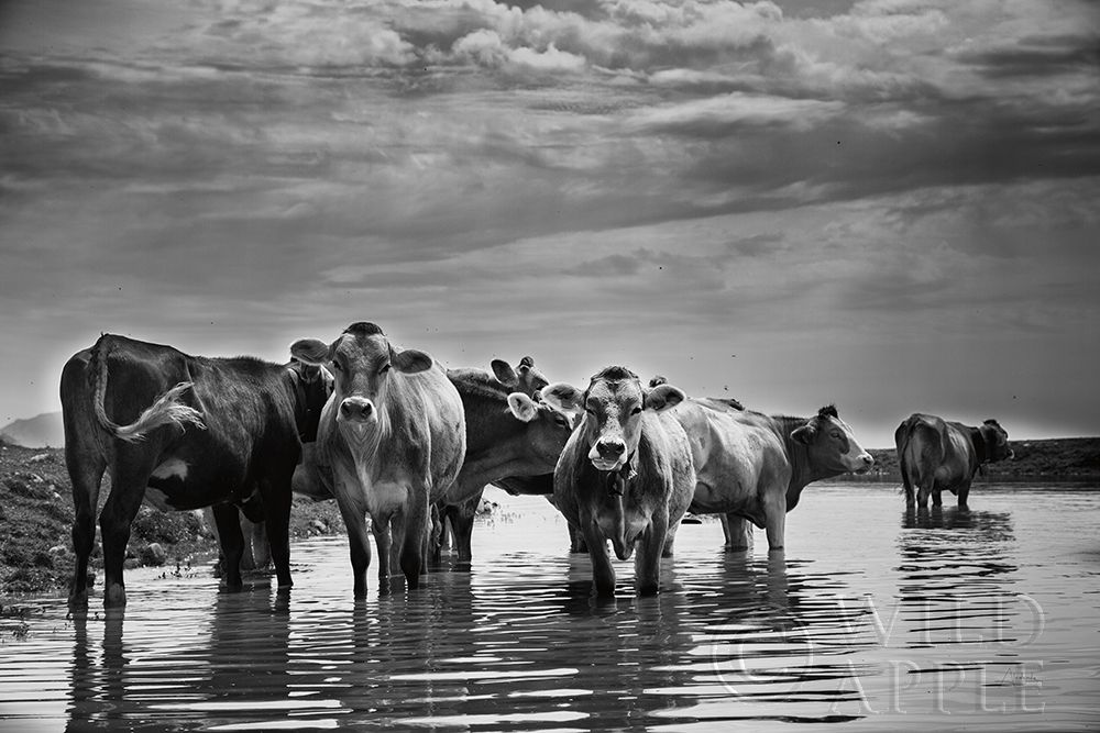 Art Print: In the River