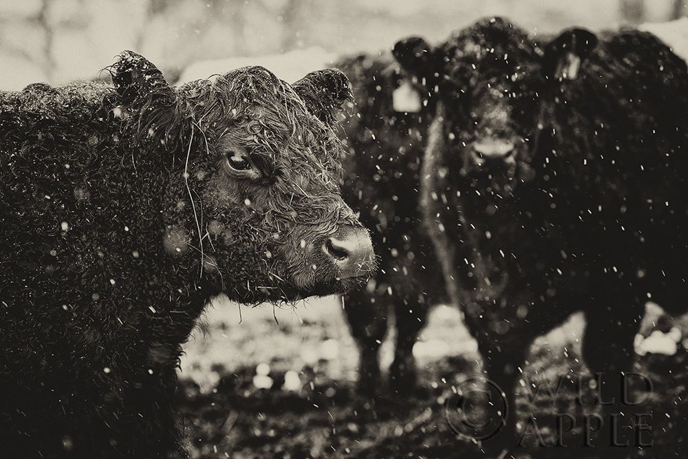 Art Print: Its Snowing