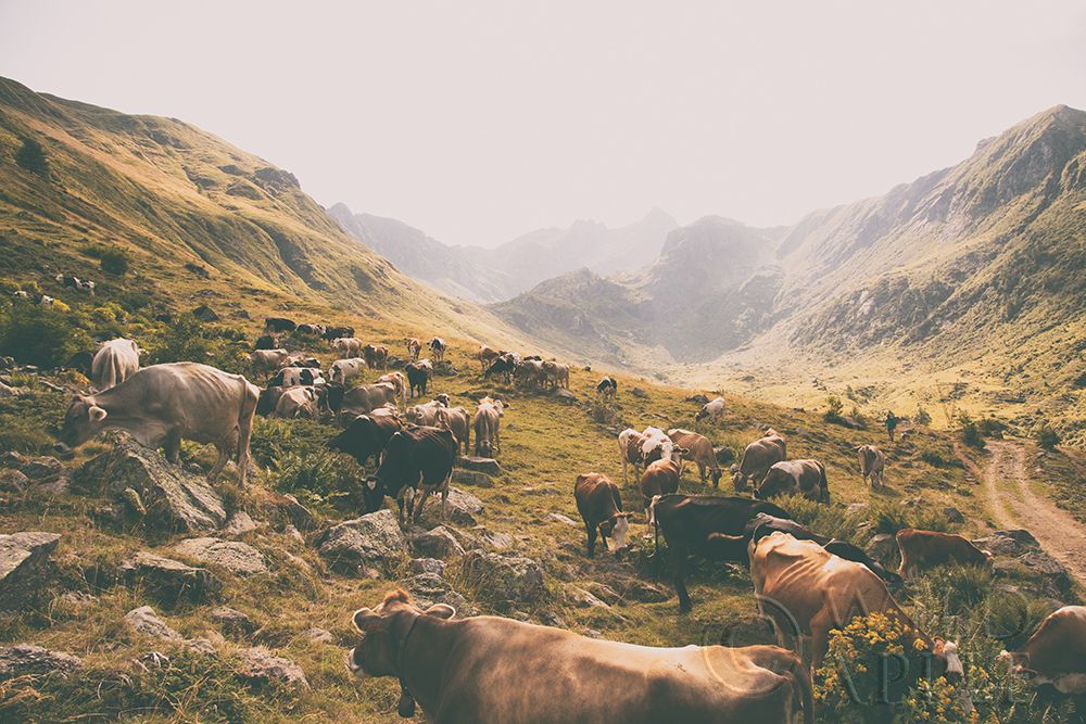 Art Print: In the Valley