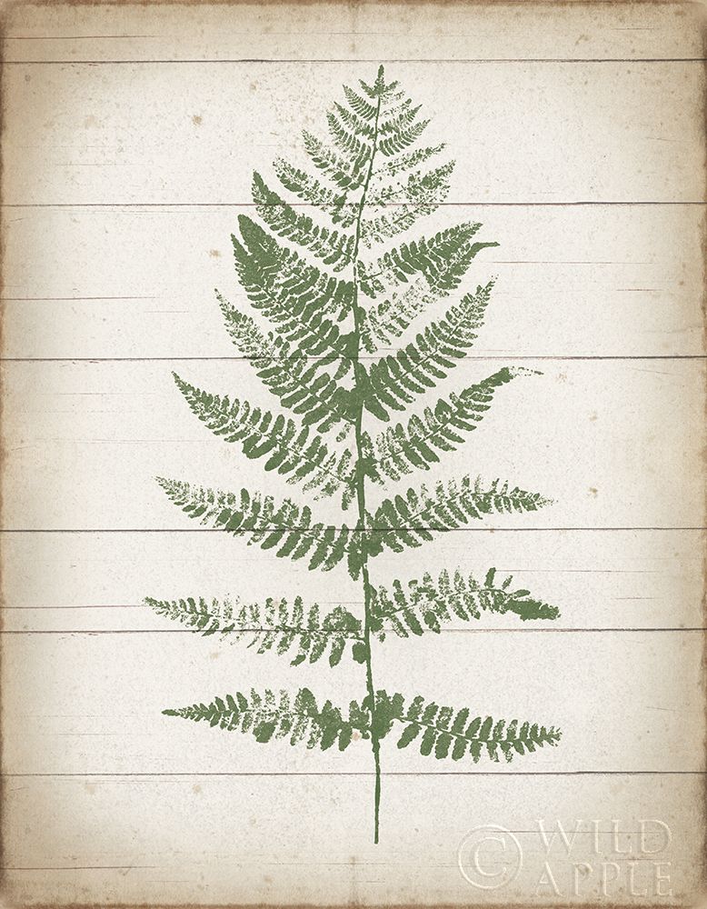 Art Print: Fern Print II v2