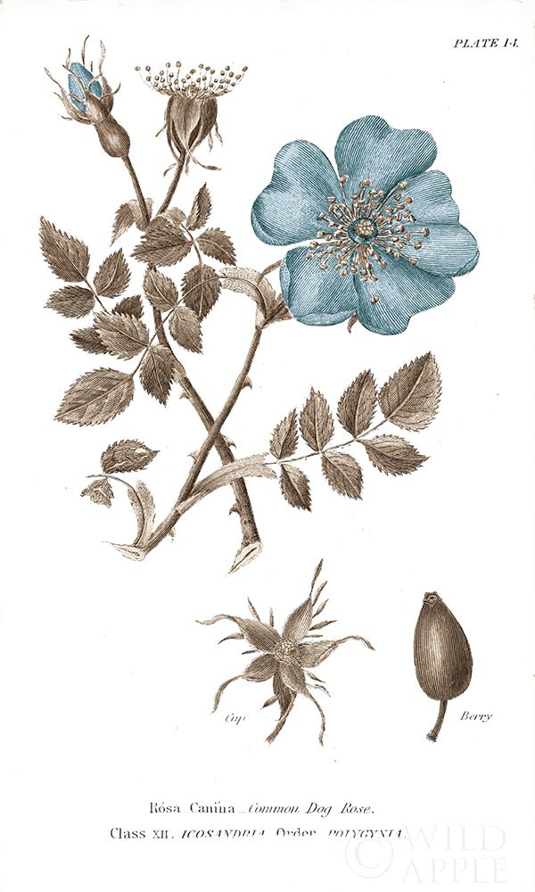 Wall Art Painting id:212858, Name: Conversations on Botany IV on White with Blue, Artist: Wild Apple Portfolio